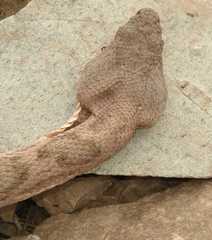 Daboia mauritanica
