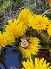 Bombus impatiens