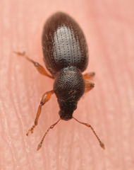 Barypeithes pellucidus