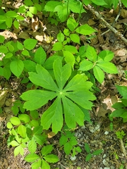 Podophyllum peltatum