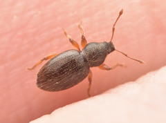 Barypeithes pellucidus