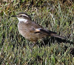 Cinclodes olrogi