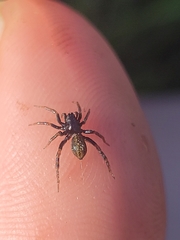 Allocosa funerea