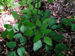 Ligusticum canadense