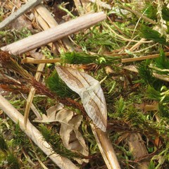 Petrophora subaequaria