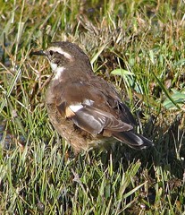 Cinclodes olrogi