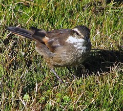 Cinclodes olrogi