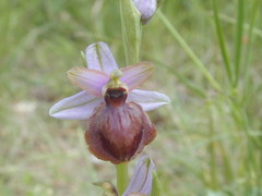 Ophrys sphegodes aveyronensis