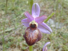 Ophrys sphegodes aveyronensis