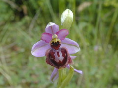 Ophrys sphegodes aveyronensis