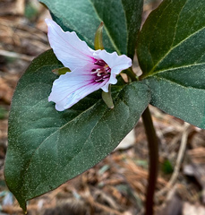 Trillium undulatum