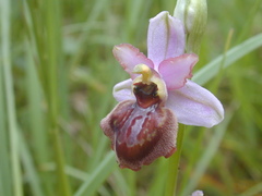 Ophrys sphegodes aveyronensis