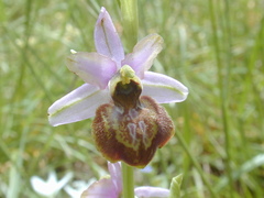 Ophrys sphegodes aveyronensis