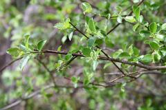 Salix tarraconensis