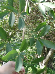 Vitex mollis