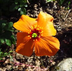 Papaver heterophyllum