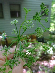 Ligusticum canadense