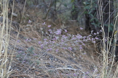 Dalea versicolor