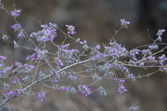 Dalea versicolor
