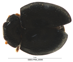 Sticholotidinae