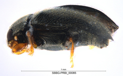 Sticholotidinae