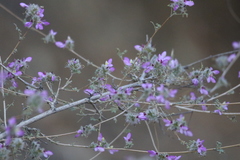 Dalea versicolor