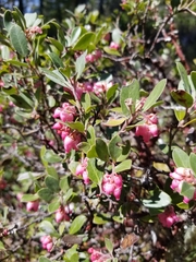 Arctostaphylos columbiana