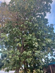 Magnoliopsida
