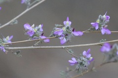 Dalea versicolor