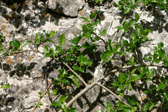 Salix tarraconensis