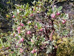 Arctostaphylos columbiana