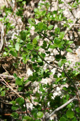 Salix tarraconensis