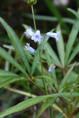 Brimeura amethystina