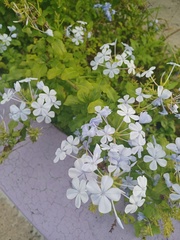 Plumbago auriculata