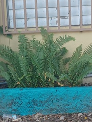 Nephrolepis