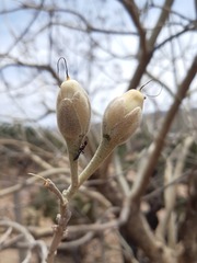 Pseudomyrmex gracilis