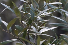 Quercus hypoleucoides