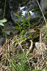 Brimeura amethystina