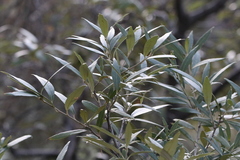 Quercus hypoleucoides