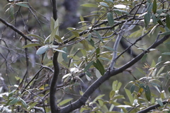 Quercus hypoleucoides