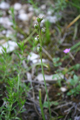 Brimeura amethystina
