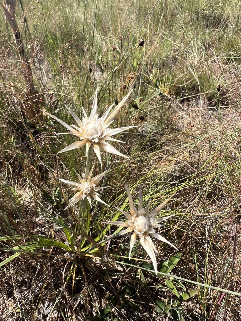 Paepalanthus cassiae