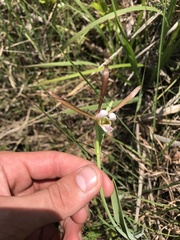 Cleistesiopsis