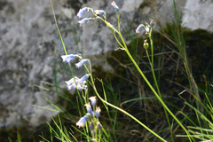 Brimeura amethystina