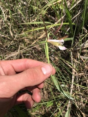 Cleistesiopsis