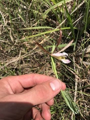 Cleistesiopsis