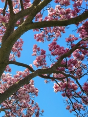 Magnolia × soulangeana
