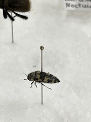 Acmaeodera tuta