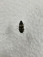 Acmaeodera tuta