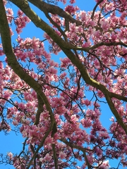 Magnolia × soulangeana